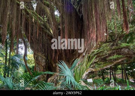 Twisted trunk of ancient Northern Rata tree (metrosideros robusta) in Terra Nostra Park and gardens with more than 2000 different trees on Sao Miguel Stock Photo