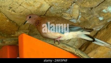 Senegal turtle dove (Streptopelia senegalensis), Iran, Masuleh Stock Photo