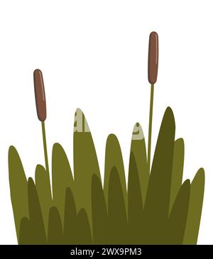 Reed, sedge and grass. Robust plant that grows in wetlands and along bodies of water, with narrow, cylindrical stems, distinctive seed heads and elong Stock Vector