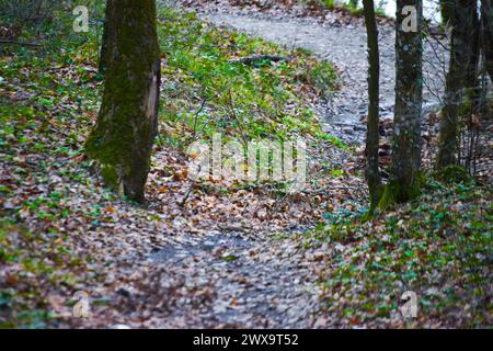 A scenic path covered with dry leaves winding through the trees in the autumn forest. Stock Photo