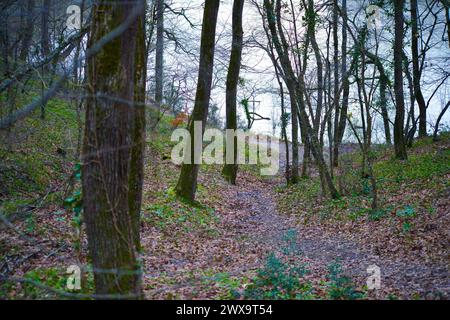 A scenic path covered with dry leaves winding through the trees in the autumn forest. Stock Photo