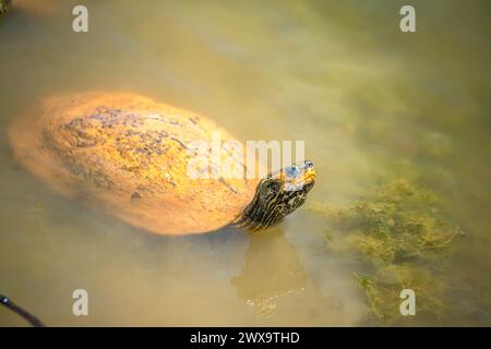 A graceful moment unfolds as a Mauremys rivulet turtle glides peacefully through calm waters, showcasing the beauty of aquatic life. Stock Photo