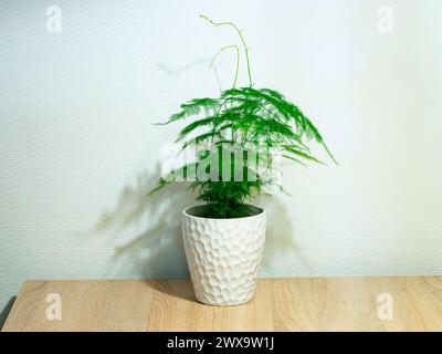 Common Asparagus fern (Asparagus setaceus) in a white flowerpot on a table Stock Photo