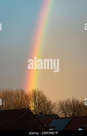 Exceptionally bright rainbow above a row of trees before sunset Stock Photo