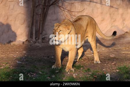 Nürnberg, Tiergarten, Zoo, Löwin, Bayern, Nürnberg Zoo, Löwe Zoo, Löwe,  Löwenfamilie, Löwenbaby,  Raubkatzen. Schöner Zoo in Nürnberg Stock Photo