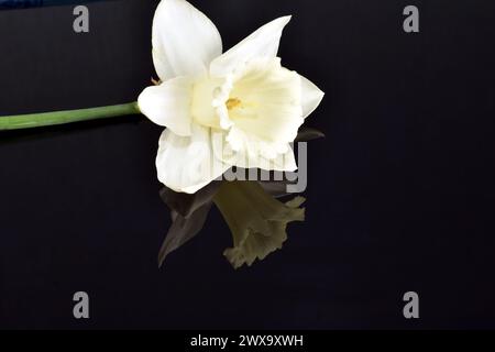 Greeting card. A lonely white daffodil flower is reflected on a black background. Stock Photo