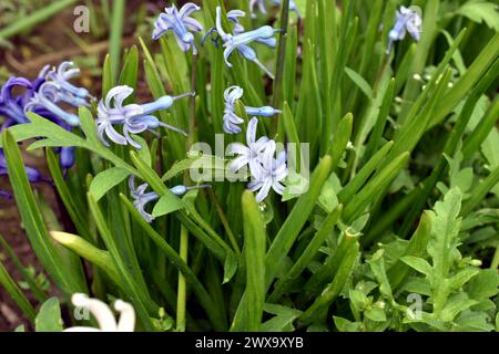 Greeting card. A flowerbed in a garden with daffodil flowers growing on it. Stock Photo