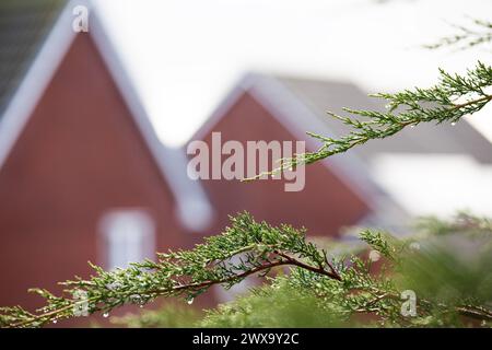 UK weather - Close up of raindrops on green tree with blurred out neighbourhood  houses in the background Stock Photo