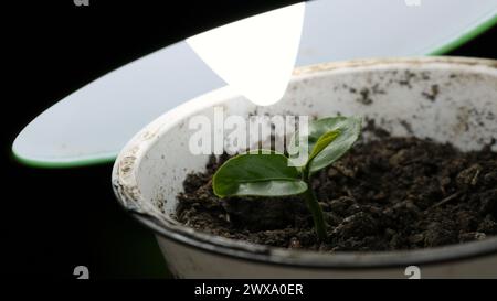 close up of small green sprout with dense leaves in pot with soil under artificial light of table lamp in close proximity, growing tree seedling Stock Photo