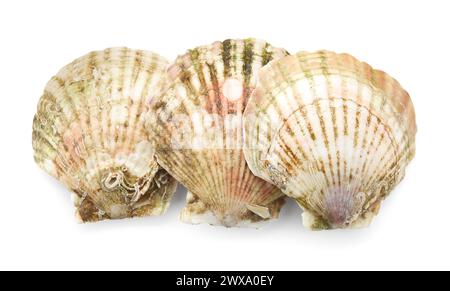 Fresh closed scallops isolated on white, top view Stock Photo