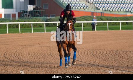 Meydan Racecourse, Dubai, UAE, Friday 29th March 2024; Dubai World Cup contender Newgate and their rider take part in trackwork at Meydan Racecourse, ahead of the Dubai World Cup meeting on Saturday 30th March 2024. Credit JTW Equine Images / Alamy Live News Stock Photo