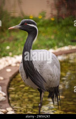 Big beautiful demoiselle crane in a pond standing calm Stock Photo