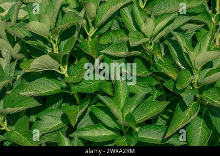 Backdrop and texture of green leaves natural wall Stock Photo