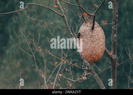 Hive of wasps hanging from leafless tree in forest Stock Photo