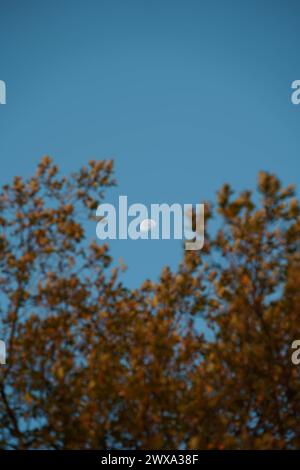 the moon between the foliage of the trees Stock Photo