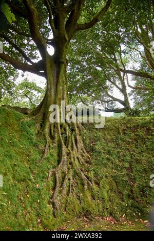 Spectacular tree that exposes its roots in the exotic tropical ...