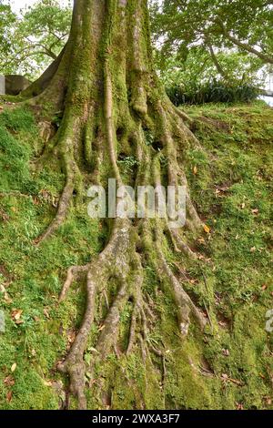Spectacular tree that exposes its roots in the exotic tropical ...