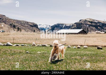 Goldendoodle dog running toward camera with stick in mouth Stock Photo