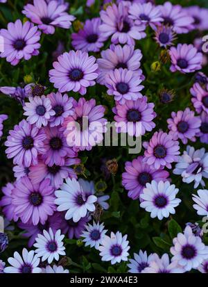 Light & dark daisies in bloom Stock Photo