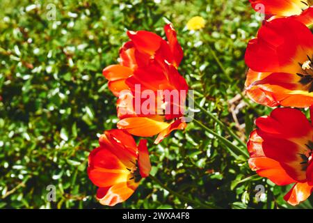 Red nice spring delicate tulips, red flowers on a green lawn,meadow Stock Photo