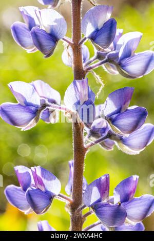 Purple lupine wildflowers backlit by sun with bokeh Stock Photo