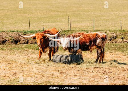 Two steers looking at camera standing near large tire Stock Photo
