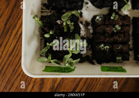 Overhead view of seedlings sprouting in tray on kitchen table Stock Photo
