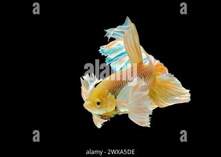 Yellow halfmoon dumbo ear betta fish Stock Photo