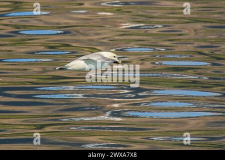 Northern fulmar flying over sky reflections in the waters of the Eyjafjördur fjord in Iceland Stock Photo