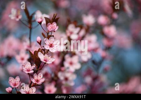 Spring flowers. Beautifully blossoming tree branch. Cherry - Sakura and sun with a natural colored background. Stock Photo