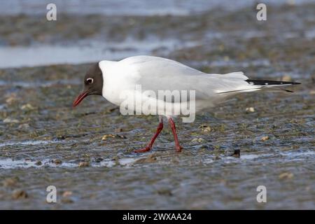 Black Headed Gull (Chroicocephalus ridibundus) Stock Photo