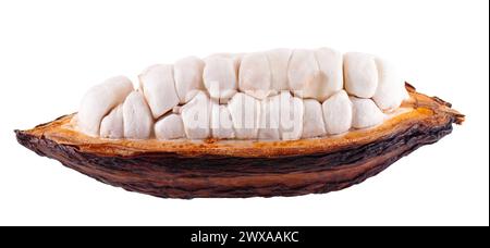 Fresh cacao fruits isolated on white background. Dark red cocoa pods. Clipping path Stock Photo