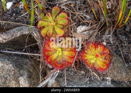 Carnivorous Plants: Drosera xerophila in natural habitat close to Hermanus in the Western Cape of South Africa Stock Photo