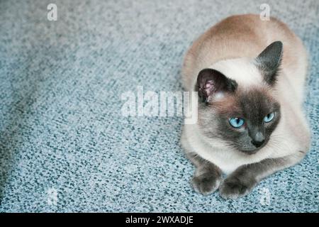 The domestic cat is lying on the carpet, while the purebred Siamese cat is resting. Taking care of a domestic cat, caring for a purebred cat, cat's Stock Photo