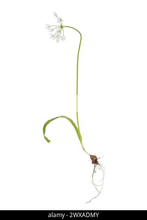 White garlic plant isolated on white background, Allium neapolitanum Stock Photo