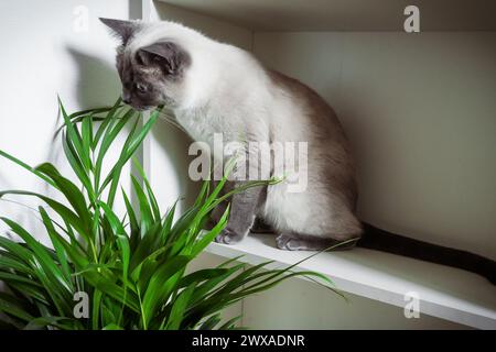 A purebred Thai cat eats a domestic plant, poisonous plants for pets azalea, oleander, tulip, plants for cats catnip, cat grass, spider plant, mint, r Stock Photo