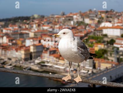 A close-up of a seagull white plumage and yellow beak in focus, with the picturesque Ribeira district in the background, Porto, Portugal. Stock Photo