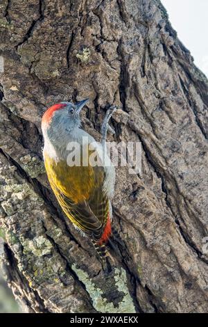Cardinal woodpecker (Dendropicos fuscescens lepidus, male) from Maasai Mara, Kenya. Stock Photo