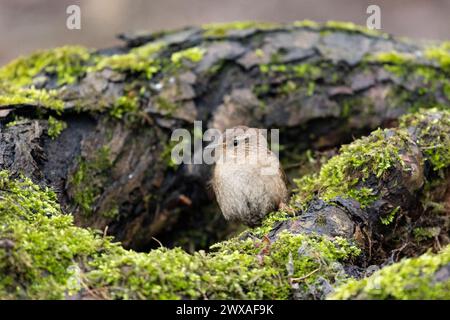Eurasian wren sits on an old stump close up Stock Photo