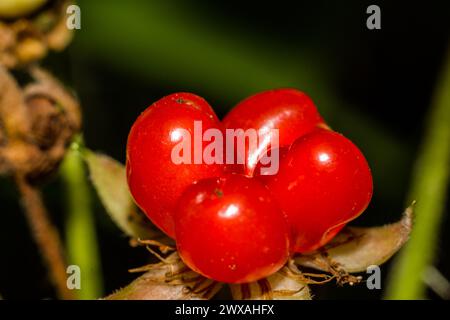 Juicy red berries of a Stone bramble (Rubus saxatilis) closeup Stock Photo