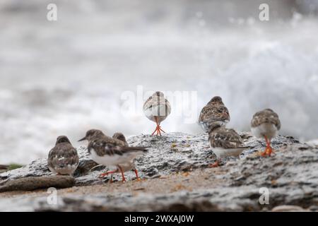 Group of Turnstones, Arenaria interpres, walking towards the Mediterranean Sea in the protected area of the Agua Amarga salt flat beach, Alicante, Spa Stock Photo