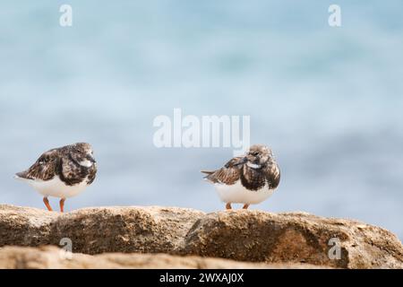 Two Turnstones, Arenaria interpres, perched on rock in the protected area of the Agua Amarga salt marsh beach, Alicante, Spain Stock Photo