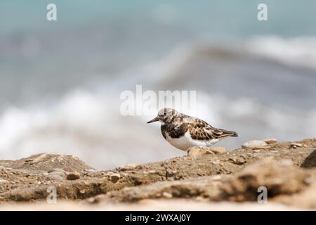 Turnstone, Arenaria interpres, perched on rock and wave bokeh on swell day in the protected area of the Agua Amarga salt flat beach, Alicante, Spain Stock Photo