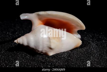 Strombidae seastar shell on a black sand background close-up Stock Photo