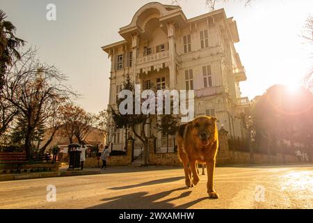 Dogs outside a beautiful ornate wooden house on Princes Island, an archipelago near Istanbul in Turkey Stock Photo