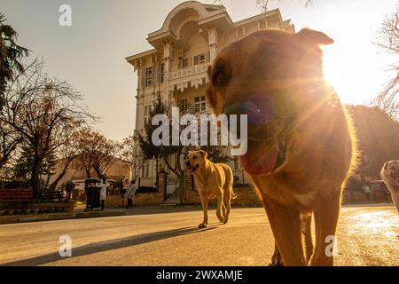 Dogs outside a beautiful ornate wooden house on Princes Island, an archipelago near Istanbul in Turkey Stock Photo