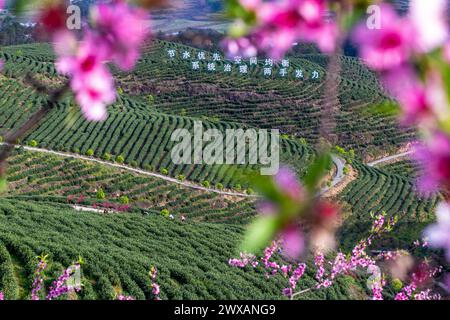 CHONGQING, CHINA - MARCH 29, 2024 - Tea farmers are picking early ...
