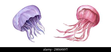 Jellyfish. Watercolor hand drawn illustration of jelly fishes. Blue and pink medusa. Poisonous sea animals. Undersea fish. For aquarium design, logo, Stock Photo