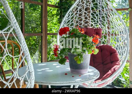 Red geranium flower in a white pot on a summer outdoor table in a sunny pergola with wicker chairs against a green garden background. Stock Photo