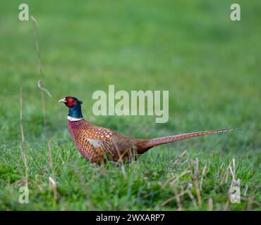 Mallnow, Germany. 29th Mar, 2024. A Pheasant (phasianus Colchicus 